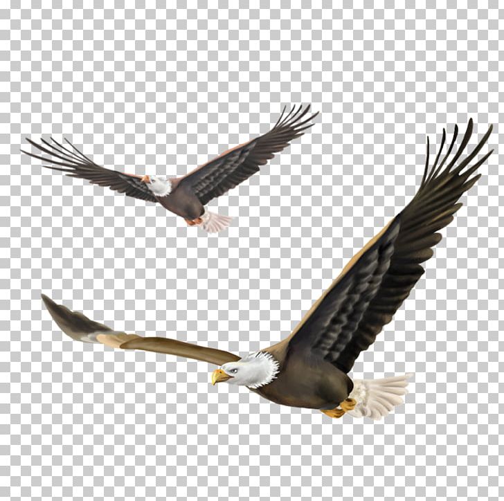 Bald Eagle Bird PNG, Clipart, Accipitridae, Accipitriformes, Animal, Animals, Bald Eagle Free PNG Download
