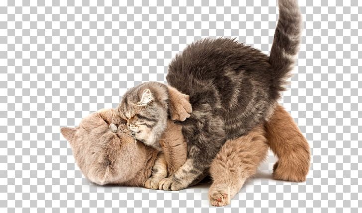 Kitten Stock Photography Scottish Fold Whiskers Greeting & Note Cards PNG, Clipart, Art, Birthday, Carnivoran, Cat, Cat Like Mammal Free PNG Download