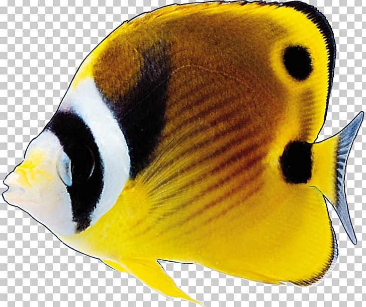 Ornamental Fish Tropical Fish PNG, Clipart, Animals, Aquarium, Coral Reef Fish, Dots Per Inch, Download Free PNG Download