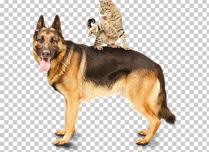 The German Shepherd Dog Puppy Dog Breed PNG, Clipart, Animal, Animals, Bark, Breed, Carnivoran Free PNG Download