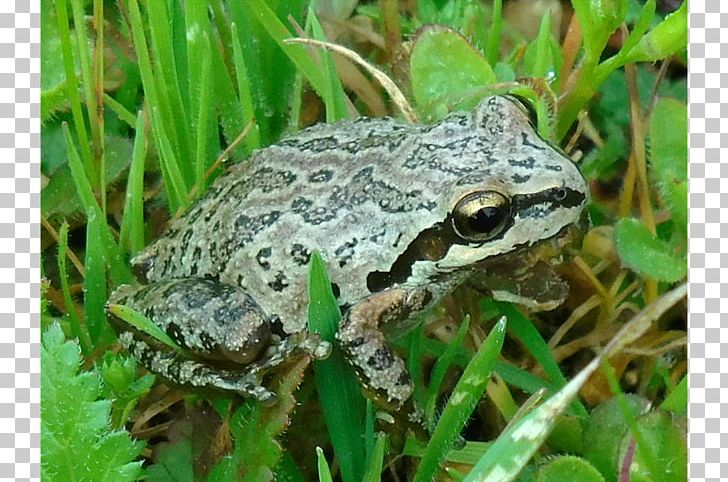 American Bullfrog True Frog Toad Terrestrial Animal PNG, Clipart, 4 U, American Bullfrog, Amphibian, Animal, Bullfrog Free PNG Download