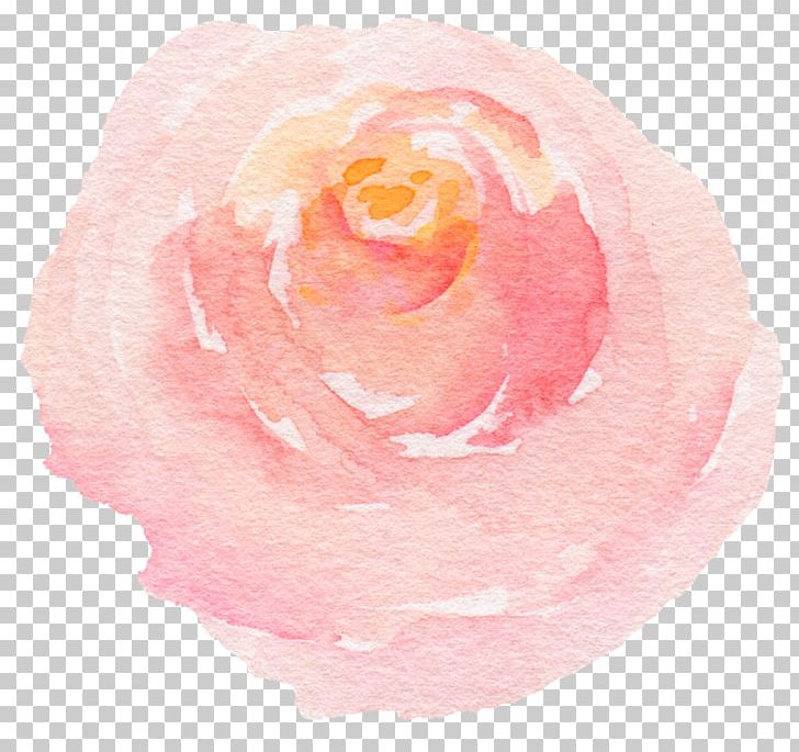 Beach Rose Watercolor Painting PNG, Clipart, Circle, Designer, Download, Encapsulated Postscript, Euclidean Vector Free PNG Download