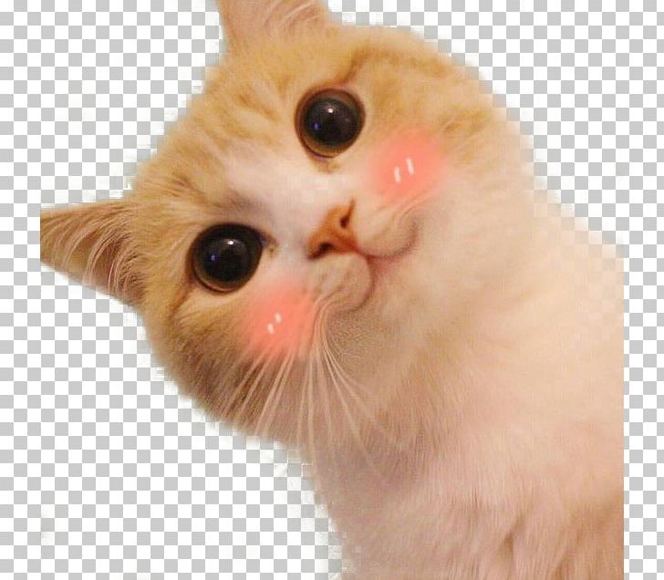 Cat Cuteness Sticker Head Face PNG, Clipart, Blush, Blush Expression, Carnivoran, Cartoon, Cat Like Mammal Free PNG Download