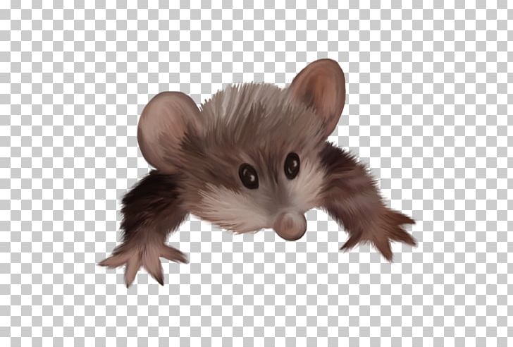 Common Opossum Virginia Opossum Home Page PNG, Clipart, Animal, Common Opossum, Computer Mouse, Dormouse, Fauna Free PNG Download