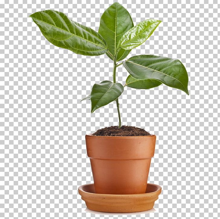 Flowerpot Stock Photography PNG, Clipart, Clay, Depositphotos, Flowerpot, Food Drinks, Herb Free PNG Download