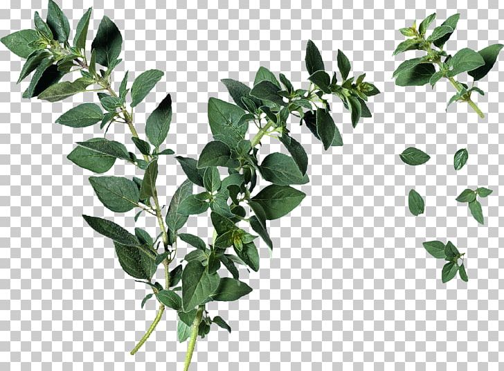 Oregano Leaf Herb Plant Identification PNG, Clipart, Branch, Cutting, Food, Herb, Herbalism Free PNG Download