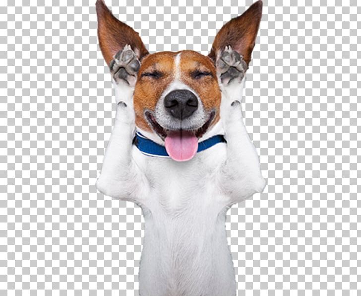 Jack Russell Terrier Dog Breed Bad Pets: True Tales Of Misbehaving Animals Parson Russell Terrier Rat Terrier PNG, Clipart, Allan Zullo, Carnivoran, Companion Dog, Dog, Dog Breed Free PNG Download