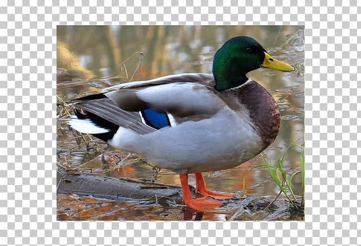 Mallard Duck Mergini Oligocene Europe PNG, Clipart, Anas, Anatidae, Animals, Asia, Beak Free PNG Download