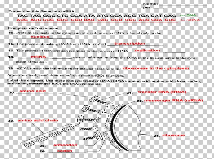 Translation Worksheet Text Transcription PNG, Clipart, Angle, Area, Biology, Circle, Diagram Free PNG Download