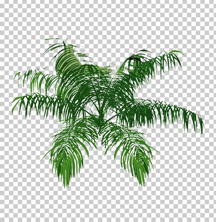 Tree Arecaceae Plan Architecture Drawing PNG, Clipart, Architectur, Architectural Plan, Arecaceae, Arecales, Bamboo Free PNG Download