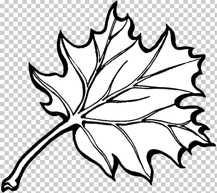 Coloring Book Autumn Leaf Color PNG, Clipart, Adult, Artwork, Autumn, Branch, Child Free PNG Download