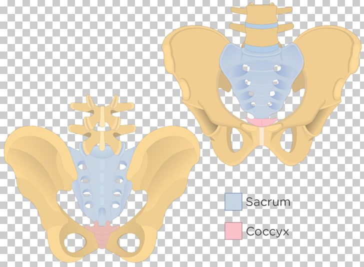 Iliopectineal Line Sacrum Coccyx Pelvis Bone PNG, Clipart, Anatomy, Axial Skeleton, Bone, Coccyx, Hip Bone Free PNG Download