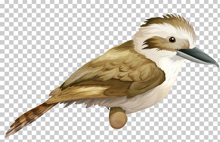 Laughing Kookaburra PNG, Clipart, Animals, Art, Beak, Bird, Birds Free PNG Download