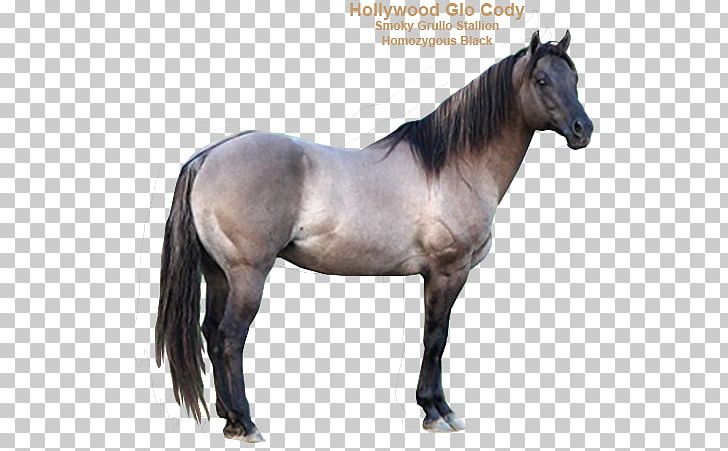 Mane Mustang Stallion Halter Mare PNG, Clipart, Bridle, Halter, Harness Racing, Horse, Horse Harness Free PNG Download