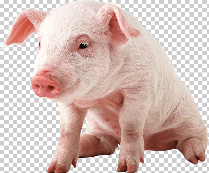 Small Pig Sitting PNG, Clipart, Animals, Pigs Free PNG Download