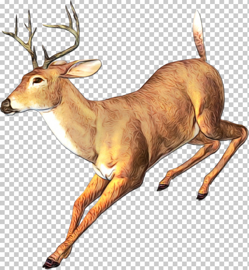 Reindeer PNG, Clipart, Antelope, Antler, Deer, Elk, Fawn Free PNG Download