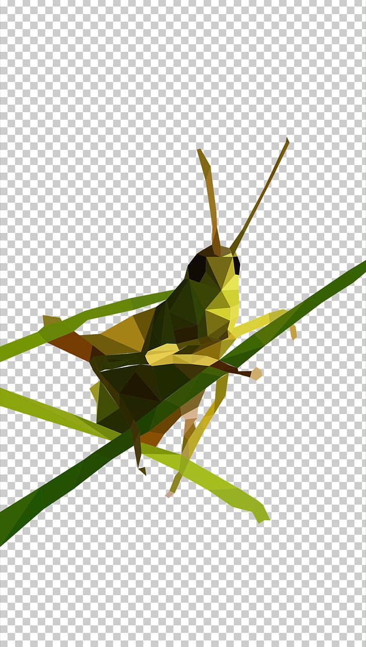 Grasshopper Low Poly PNG, Clipart, Background Green, Cricket, Cricket Like Insect, Favicon, Geometry Free PNG Download