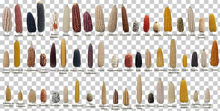 International Maize And Wheat Improvement Center Agriculture Plant Breeding Crop PNG, Clipart, Agriculture, Ammunition, Bullet, Corn Kernel, Cornmeal Free PNG Download