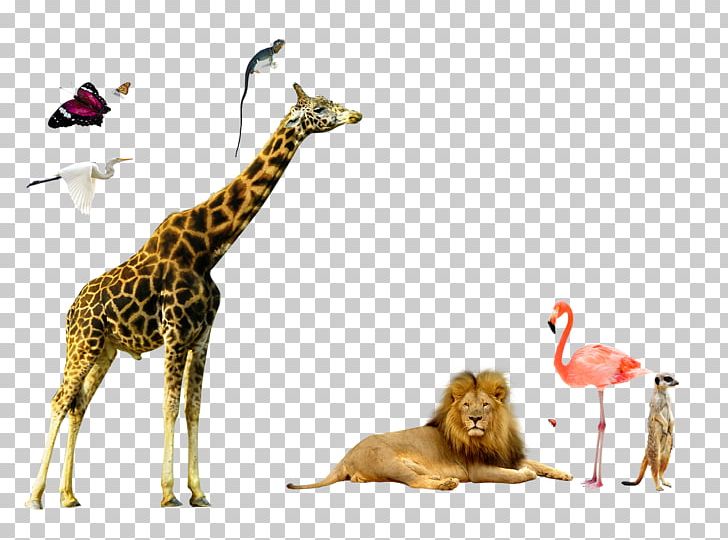 Northern Giraffe Deer Elk PNG, Clipart, Animal, Animals, Crane, Crown, Crowned Free PNG Download