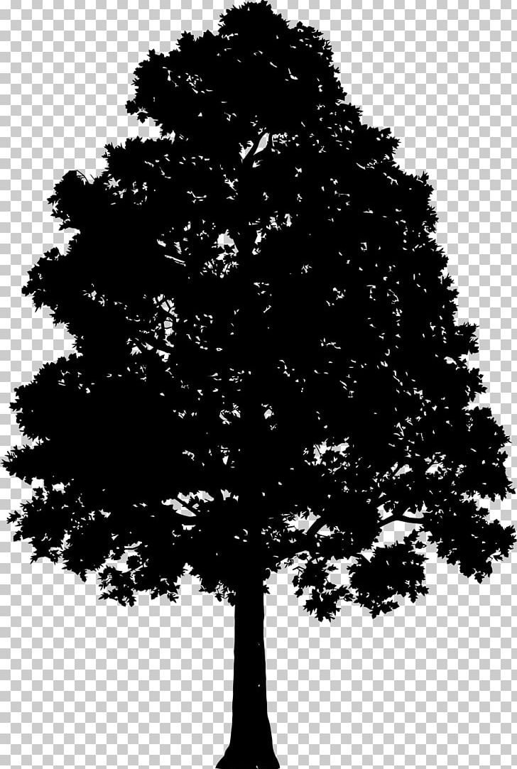 Tree Pine PNG, Clipart, Black And White, Branch, Computer Icons, Conifer, Encapsulated Postscript Free PNG Download