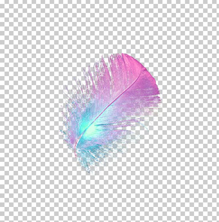 Bird Feather PNG, Clipart, Animals, Bird, Black Hair, Bright, Encapsulated Postscript Free PNG Download