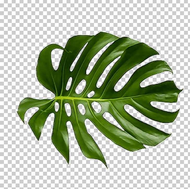 Leaf Swiss Cheese Plant Palm Branch Art Tropics PNG, Clipart, Art, Banana Leaf, Broadleaved Tree, Drawing, Jungle Free PNG Download