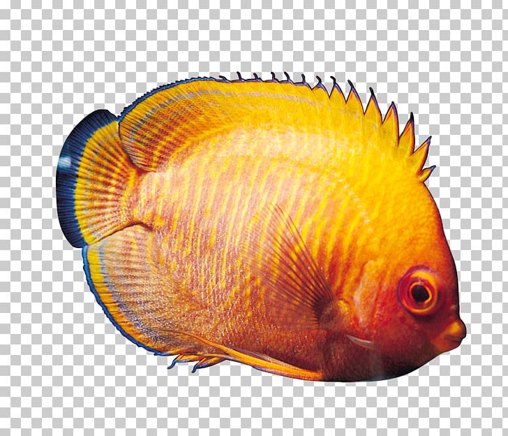 Tropical Fish Ornamental Fish Fresh Water PNG, Clipart, Animal, Animals, Aquarium, Arowana, Coral Reef Fish Free PNG Download