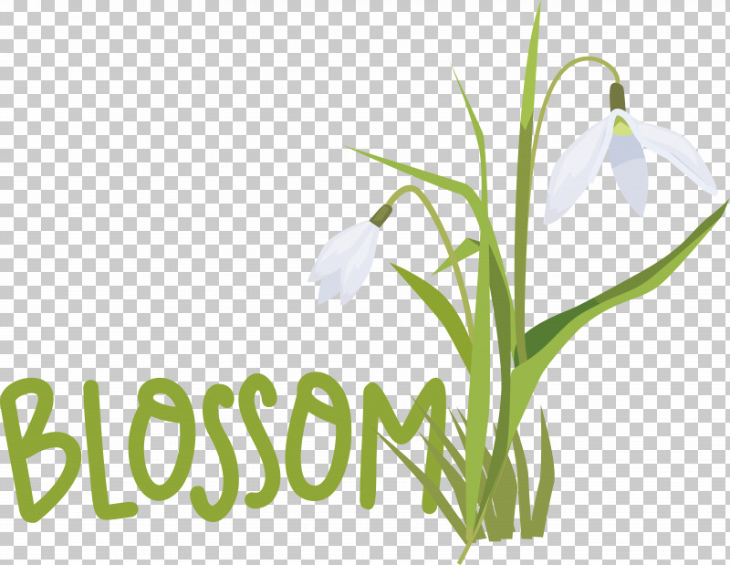 Plant Stem Galanthus M Snowdrop Font Spring PNG, Clipart, Biology, Galanthus M, Meter, Physics, Plant Free PNG Download