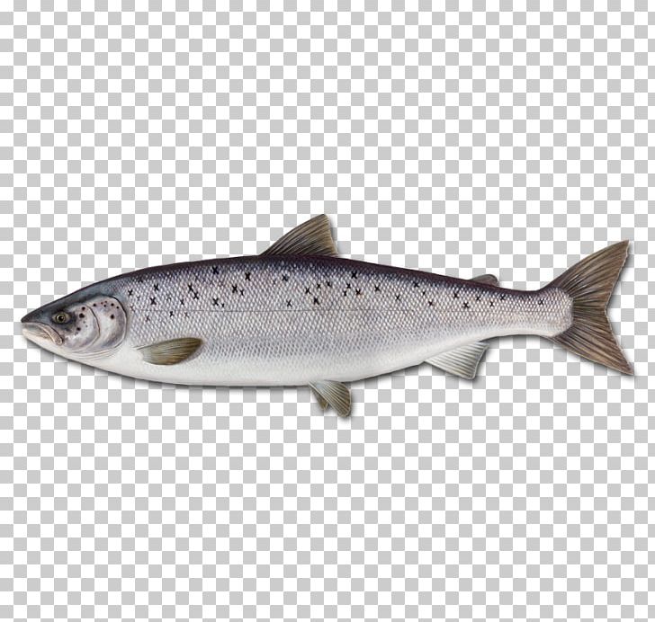 Atlantic Salmon Sushi Fish Yellowfin Tuna PNG, Clipart, Atlantic Bluefin Tuna, Atlantic Salmon, Bony Fish, Chum Salmon, Cod Free PNG Download