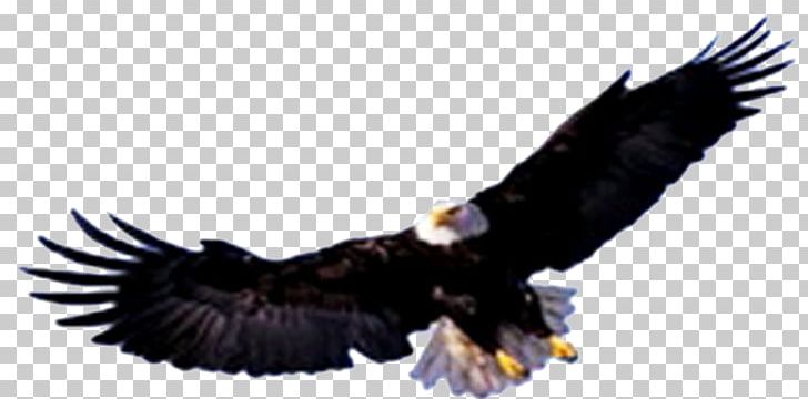 Bald Eagle Jalan Rajawali Timur Gold Bird Geevv PNG, Clipart, Accipitriformes, Bald Eagle, Bandung, Beak, Bird Free PNG Download