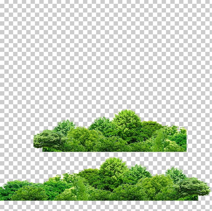 Green Shrub Trans-Cab Services Pte Ltd Icon PNG, Clipart, Autumn Tree, Christmas Tree, Family Tree, Grass, Green Free PNG Download