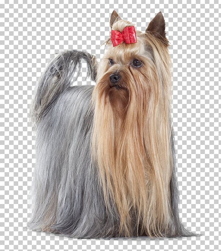 Yorkshire Terrier Australian Silky Terrier Cairn Terrier Cat Food Companion Dog PNG, Clipart, Australian Silky Terrier, Biewer Terrier, Breed, Cairn Terrier, Carnivoran Free PNG Download
