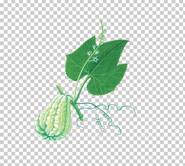 Chayote Buddha's Hand Melon Food Bergamot Orange PNG, Clipart, Anan, Anan Melon, Background Green, Bergamot, Calabash Free PNG Download
