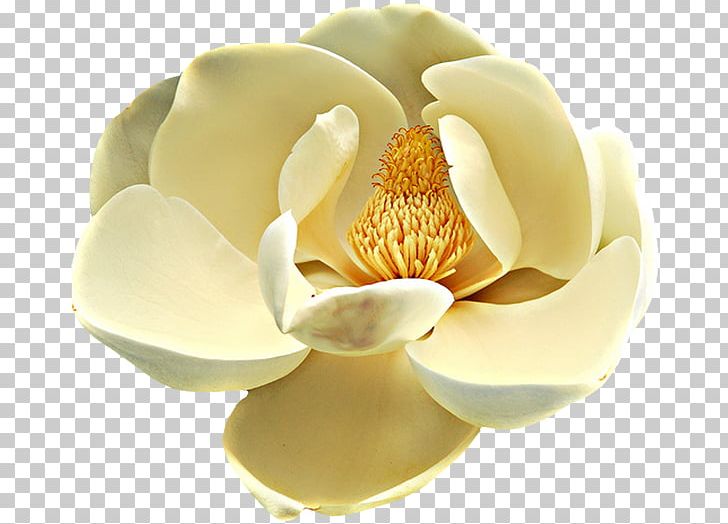 Desktop Petal Flower PNG, Clipart, Desktop Wallpaper, Display Resolution, Flower, Flower Garden, Magnolia Family Free PNG Download