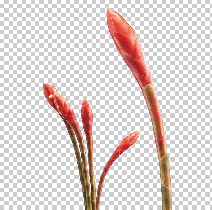 French Kiss Petal Flower Costus Woodsonii PNG, Clipart, Bud, Cayenne Pepper, Closeup, Costus, Costus Woodsonii Free PNG Download