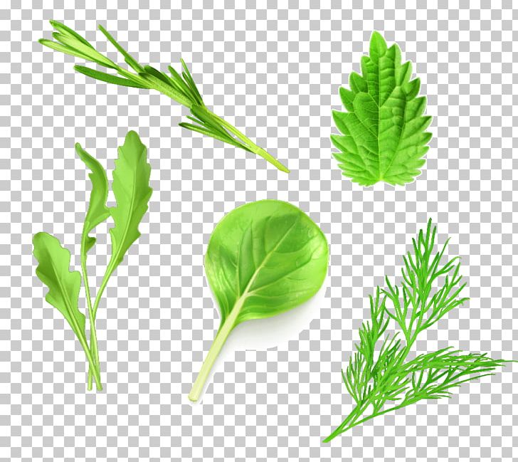 Leaf Vegetable Lettuce Arugula PNG, Clipart, Background Green, Encapsulated Postscript, Food, Food Drinks, Grass Free PNG Download