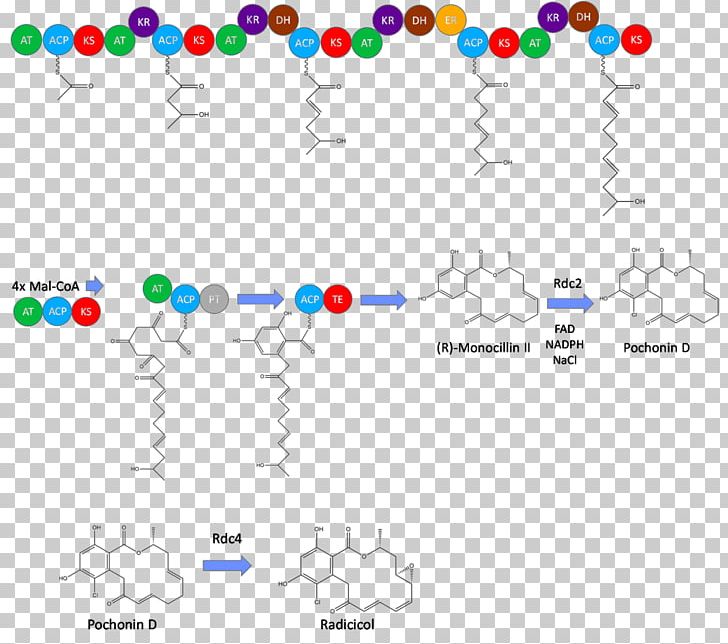 Radicicol Biosynthesis Polyketide Synthase In Vivo Cell PNG, Clipart, Angle, Area, Body Jewelry, Cell, Chemical Synthesis Free PNG Download