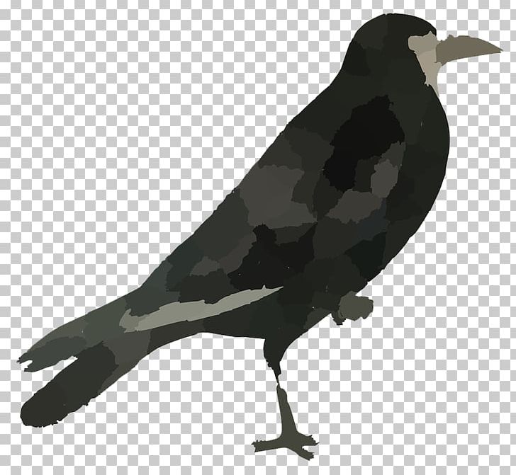 Rook Common Raven Bird PNG, Clipart, American Crow, Animals, Beak, Bird, Common Raven Free PNG Download
