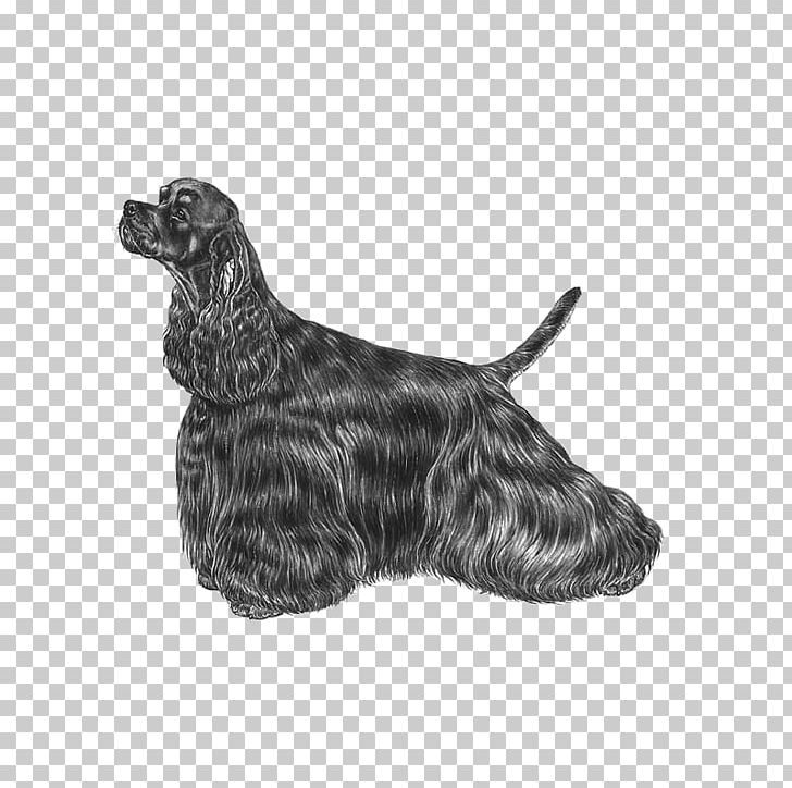 American Cocker Spaniel English Cocker Spaniel Scottish Terrier Cesky Terrier American Water Spaniel PNG, Clipart, Ameri, American Cocker, American Cocker Spaniel, American Kennel Club, Carnivoran Free PNG Download