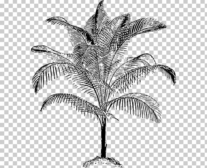 Arecaceae Drawing Coconut PNG, Clipart, Archontophoenix Alexandrae, Archontophoenix Cunninghamiana, Arecaceae, Arecales, Black And White Free PNG Download