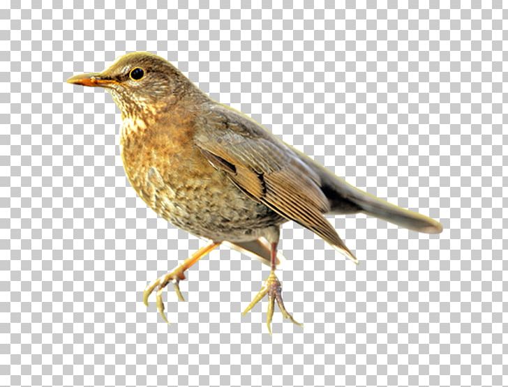 Common Nightingale Song Thrush Ortolan Bunting One European Robin PNG, Clipart, Beak, Bird, Bird Vocalization, Breast Augmentation, Bunting Free PNG Download