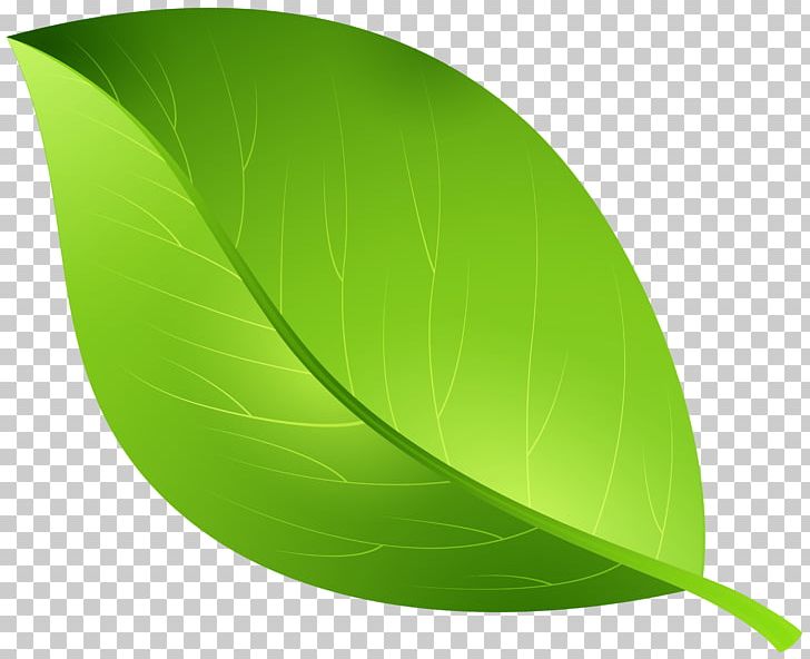 Leaf PNG, Clipart, Art Green, Autumn, Autumn Leaf Color, Banana Leaf, Blog Free PNG Download