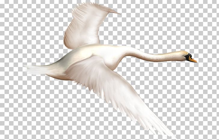 Duck Bird Mute Swan Goose PNG, Clipart, Animals, Beak, Bird, Bird Flight, Black Swan Free PNG Download