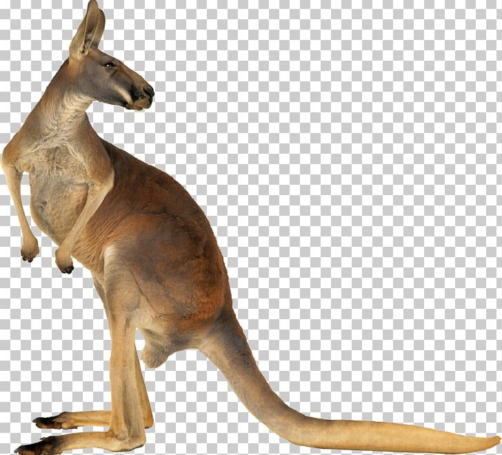 Kangaroo PNG, Clipart, Kangaroo Free PNG Download