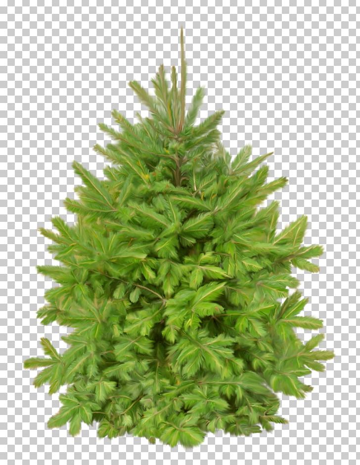 New Year Tree Photography Christmas Tree PNG, Clipart, Bushes, Christmas, Christmas Tree, Clip Art, Conifer Free PNG Download