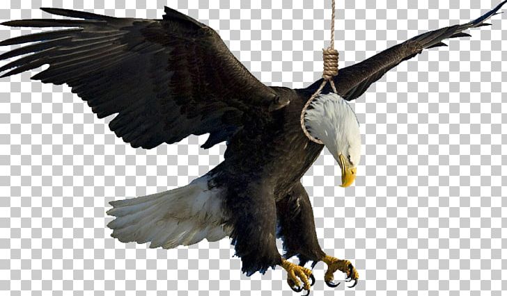 Bald Eagle PNG, Clipart, Accipitriformes, Animals, Bald Eagle, Beak, Bird Free PNG Download