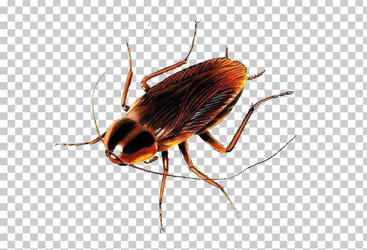 Cockroach Insect Pest Control Kitchen PNG, Clipart, Animals, April, Arthropod, Bed Bug, Bed Bug Control Techniques Free PNG Download