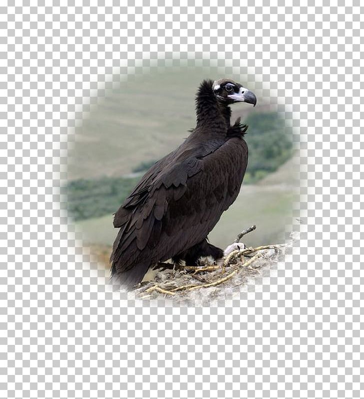 Bald Eagle Bird Of Prey Cinereous Vulture PNG, Clipart, Accipitriformes, Animals, Bald Eagle, Beak, Bearded Vulture Free PNG Download