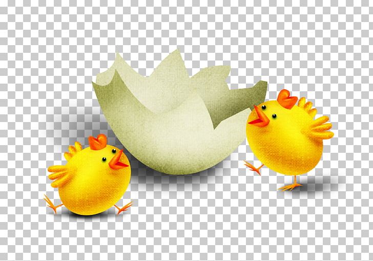 Chicken PNG, Clipart, Animals, Beak, Bird, Cascarxf3n, Chick Free PNG Download