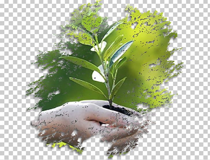 الغزيلة Natural Environment Environmental Consulting Licenciamento Ambiental PoderMX PNG, Clipart, Consultant, Ecology, Environment, Environmental Consulting, Environmental Resource Management Free PNG Download